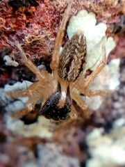 Saphrys saitiformis