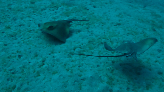 Common eagle ray