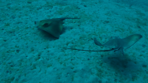 Common eagle ray