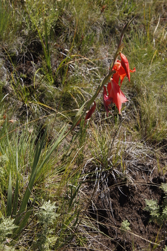Image of Lesotho Gladiolus by (c) Tony Rebelo, some rights reserved (CC BY-SA)
