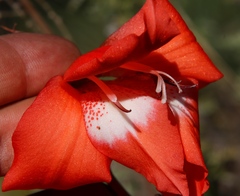 Gladiolus saundersii