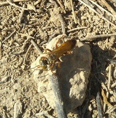 Liris haemorrhoidalis