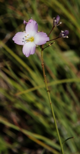 Image of Heliophila carnosa by (c) Tony Rebelo, some rights reserved (CC BY-SA)
