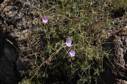 Magnificent Cranesbill (Geranium magniflorum)