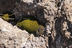 Trichostomum brachydontium