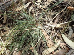 Lomandra collina