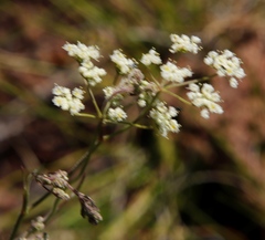 Pimpinella caffra