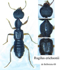 Rugilus erichsoni