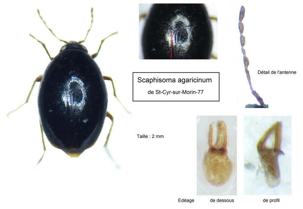 Scaphisoma agaricinum