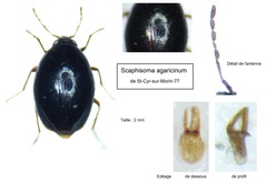 Scaphisoma agaricinum