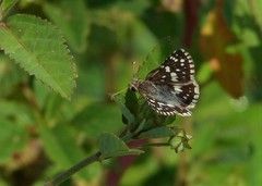 Burnsius orcynoides