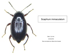 Scaphium immaculatum