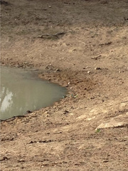 Psephotus chrysopterygius