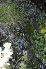 Lobelia preslii