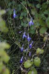 Lobelia preslii