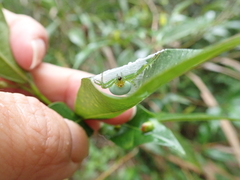 Bijoaraneus