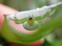 Bijoaraneus