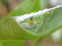 Bijoaraneus