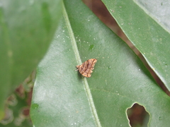 Choreutis amethystodes