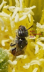 Macrotera