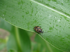 Deraeocoris trifasciatus