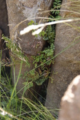 Cheilanthes quadripinnata