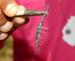 Uroplectes flavoviridis