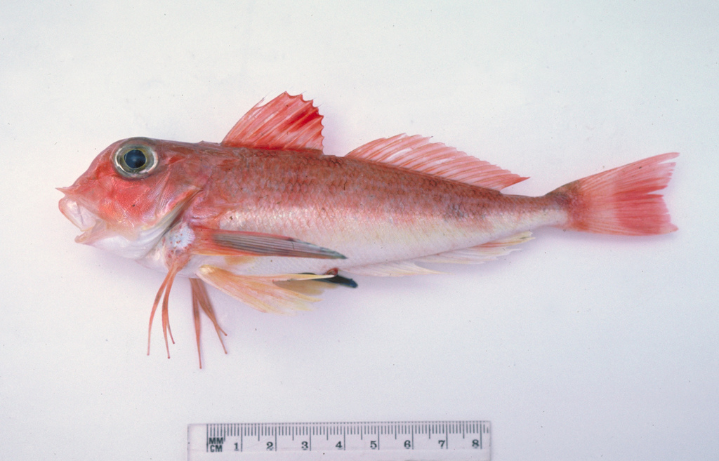 Deepwater Gurnard