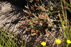 Psammotropha mucronata
