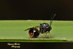 Eucharitinae