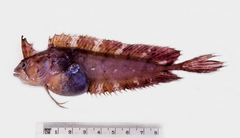 Cristiceps australis