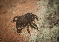 Methidrysis afflicta