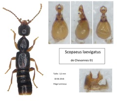 Scopaeus laevigatus
