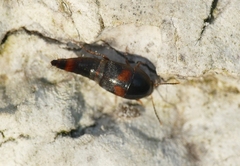 Sepedophilus bipustulatus