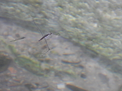 Aquarius elongatus