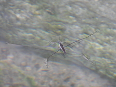 Aquarius elongatus