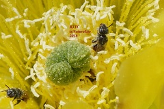 Macrotera