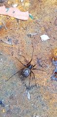 Lepthyphantes leprosus