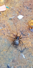 Lepthyphantes leprosus
