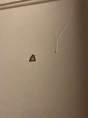 Perispasta caeculalis