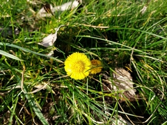 Tussilago farfara