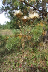 Cirsium serrulatum