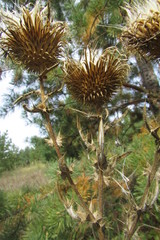Cirsium serrulatum