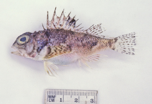 Whitley's gurnard perch (Maxillicosta whitleyi) — Neosebastidae