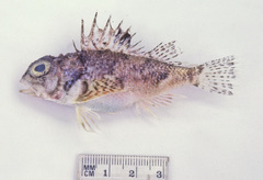 Maxillicosta whitleyi