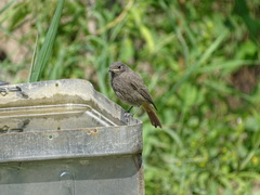 Phoenicurus ochruros