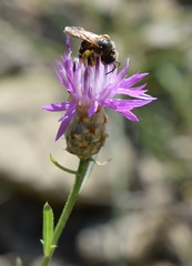 Centaurea sarandinakiae