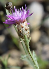 Centaurea sarandinakiae