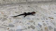 Gonatodes albogularis fuscus