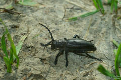 Dorcadion carinatum